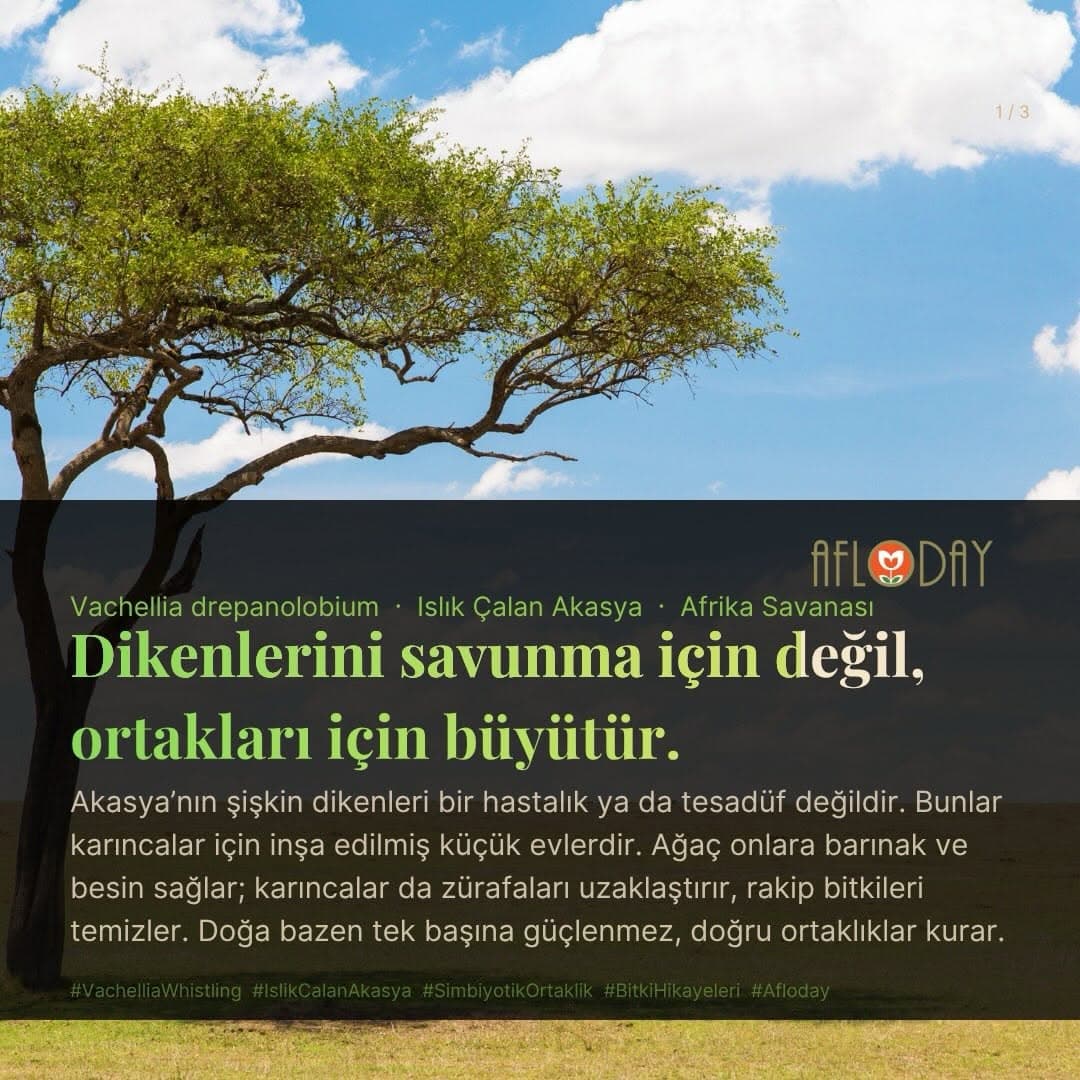 AFLODAY — Fotoğraf 6