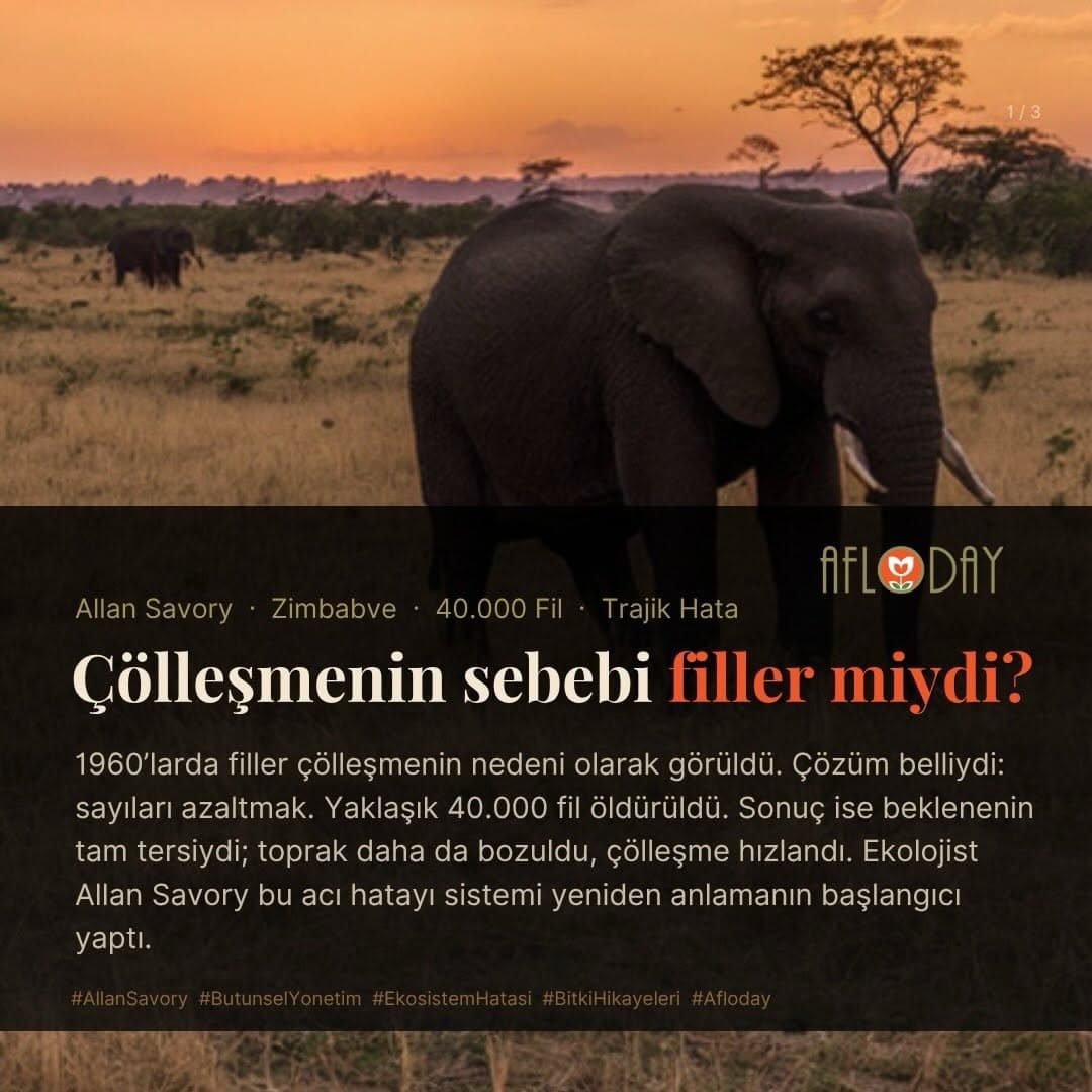AFLODAY — Fotoğraf 5