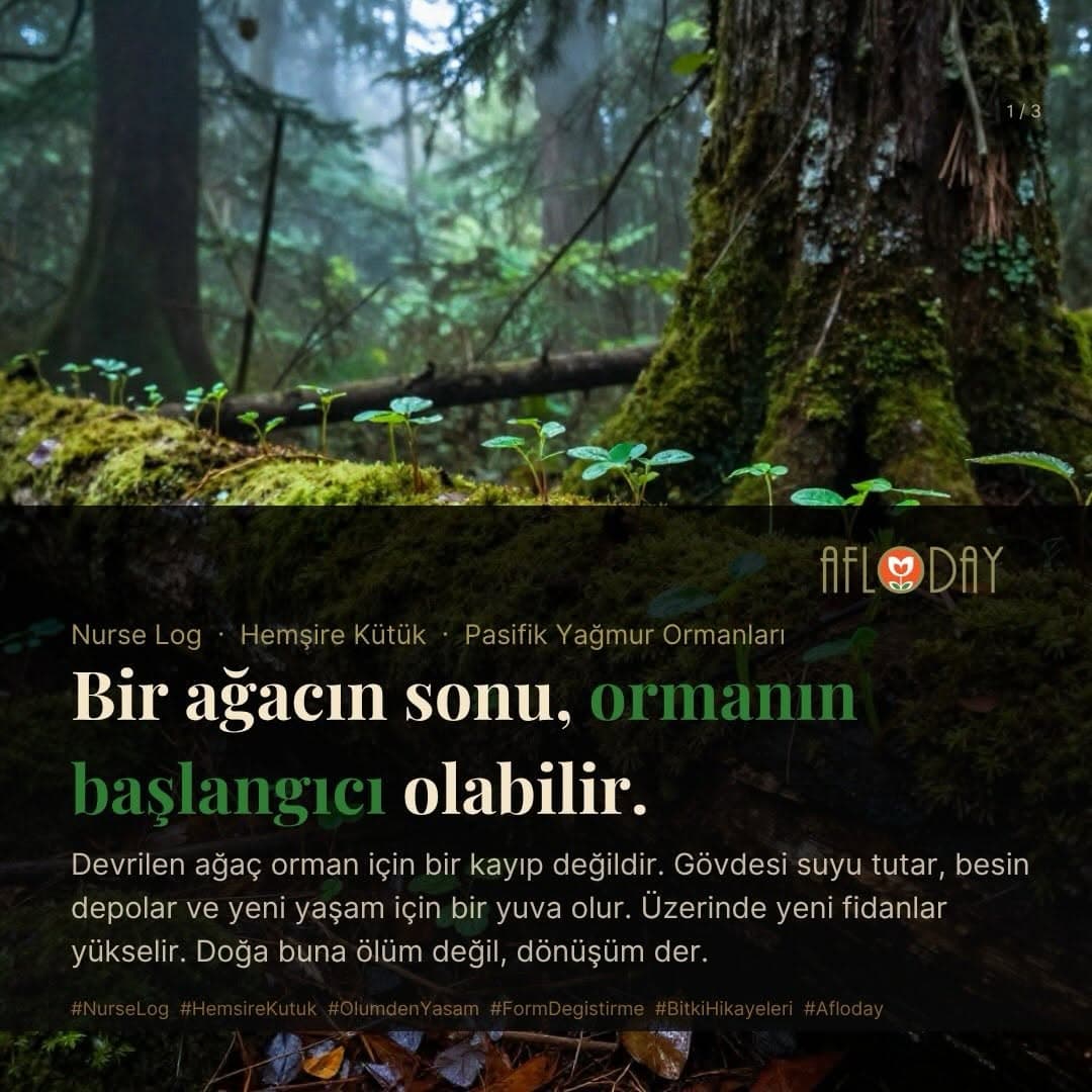 AFLODAY — Fotoğraf 3