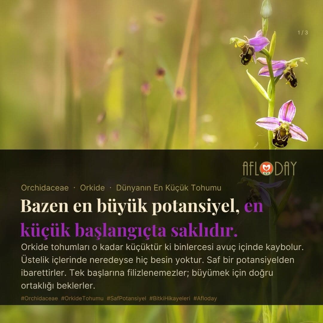 AFLODAY — Fotoğraf 2