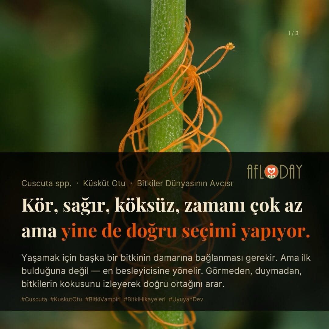 AFLODAY — Fotoğraf 4