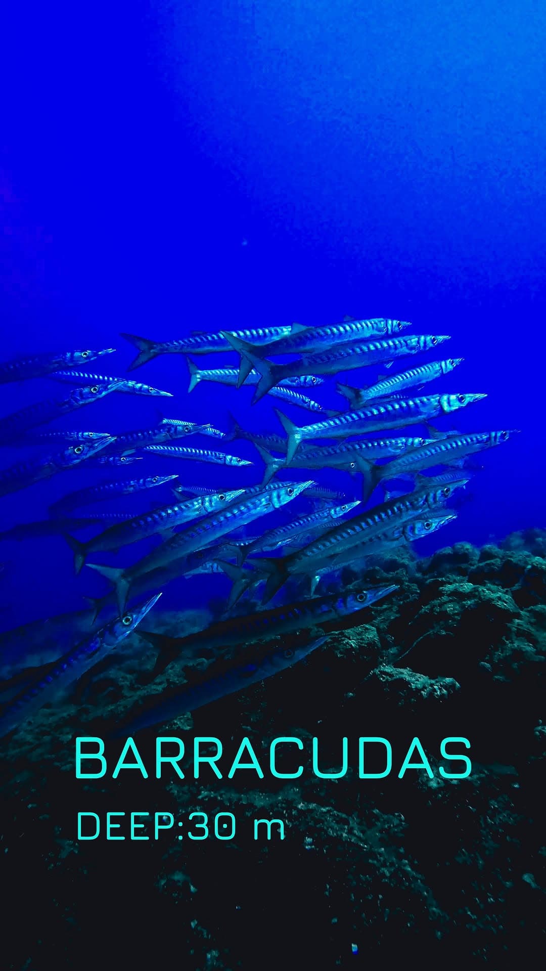 Try scuba diving, learn to dive with Aquapro dive center — Dalış — Bodrum
