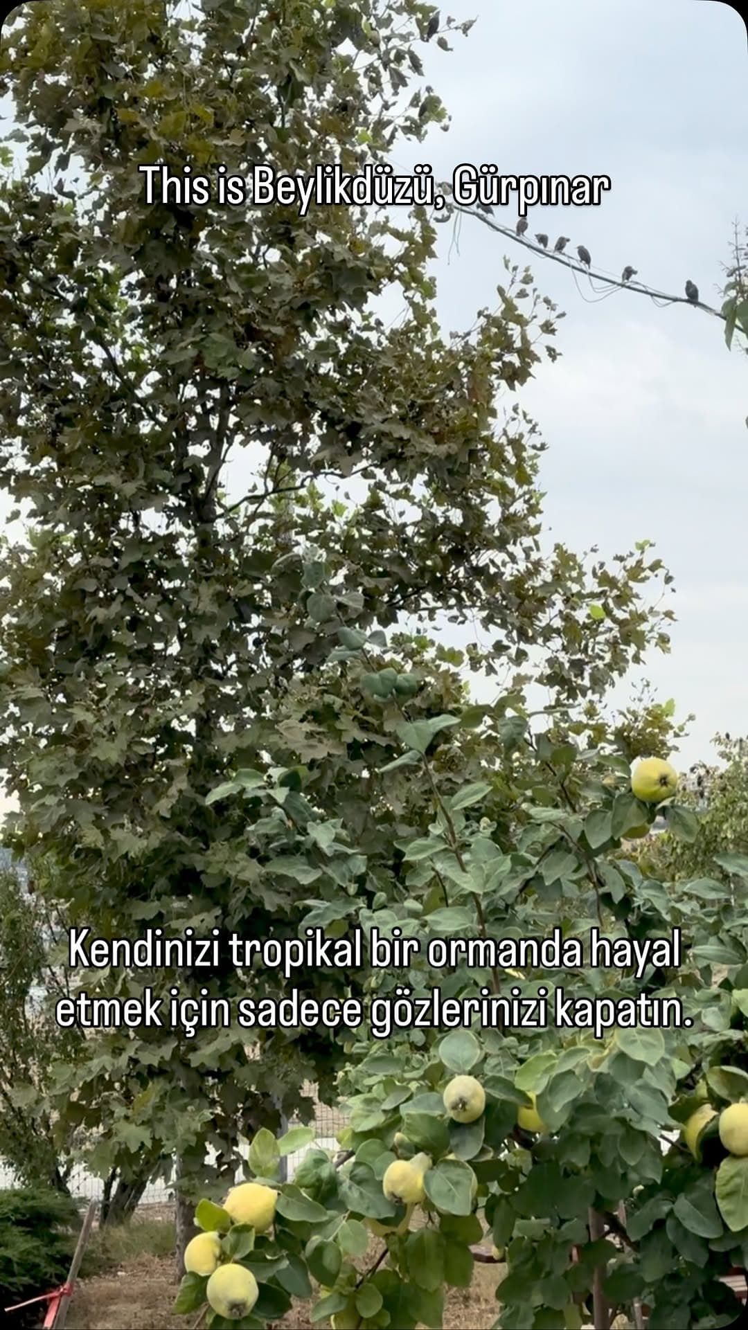 Eğer dinlemeyi bilirseniz,
Kendinizi biranda tropikal bir ortamda
Kuş seslerinin arasında bulabilirs