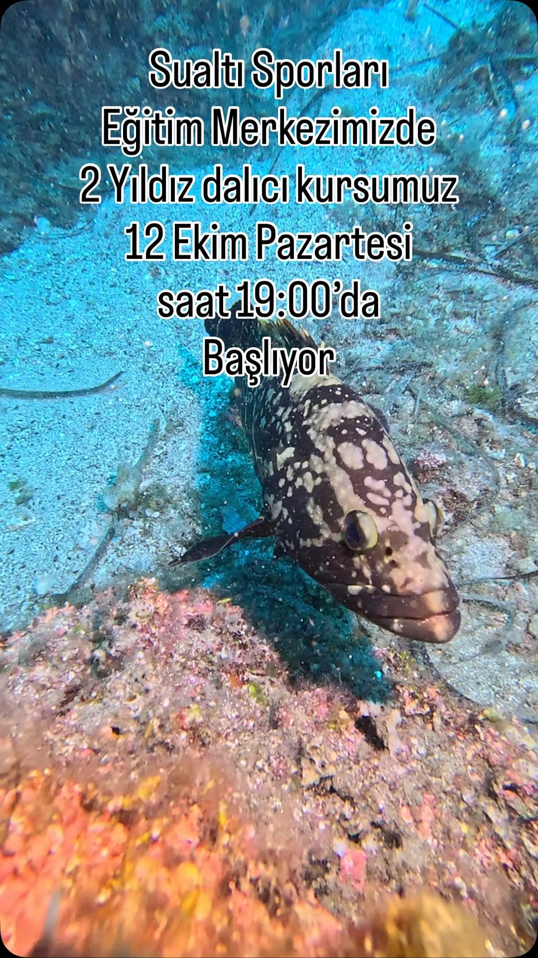 Sualtı Sporları Eğitim Merkezimizde,
2 Yıldız dalıcı kursumuz,
12 Ekim Pazartesi günü saat 19:00’da