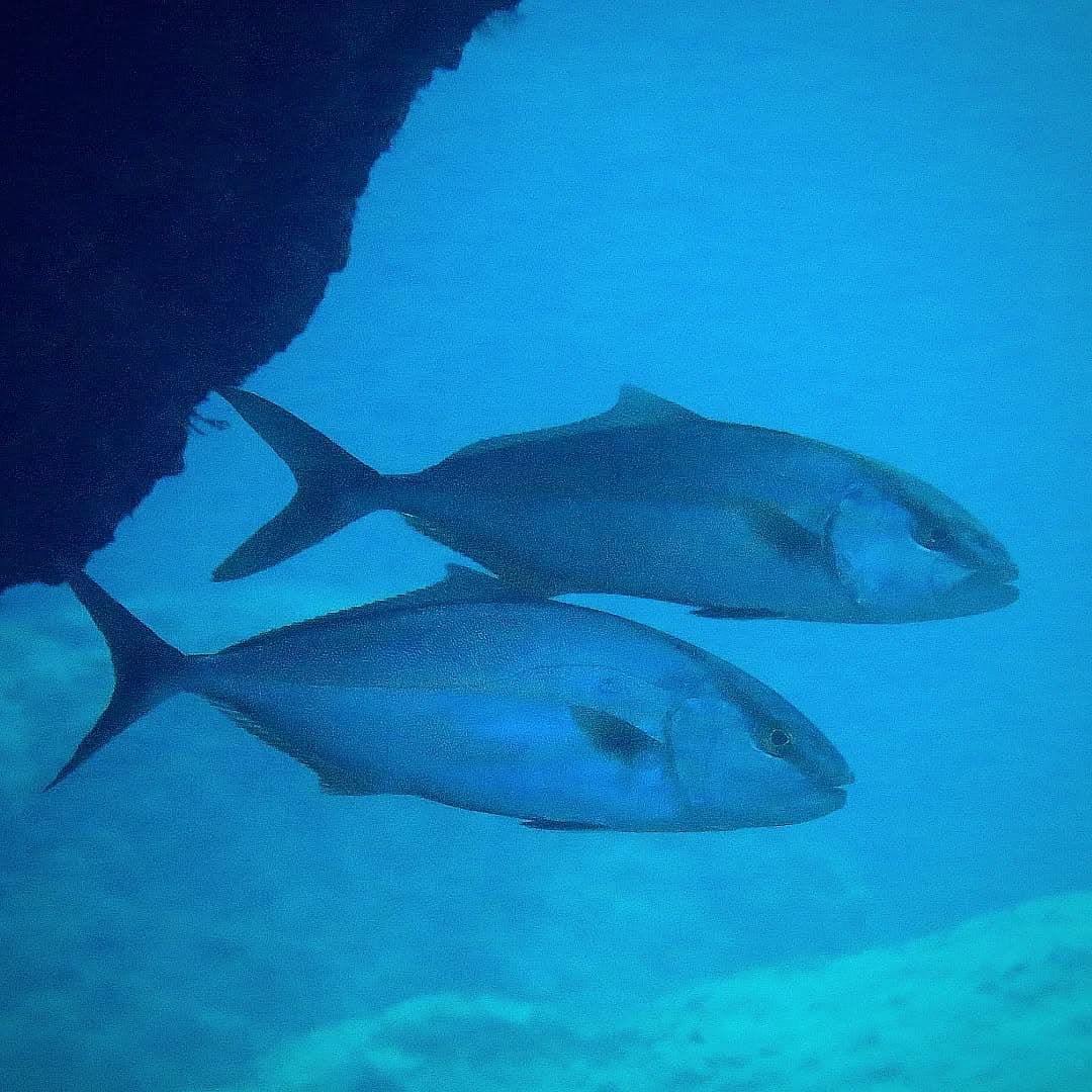 Karaburun Dalış Noktaları — Fotoğraf 2