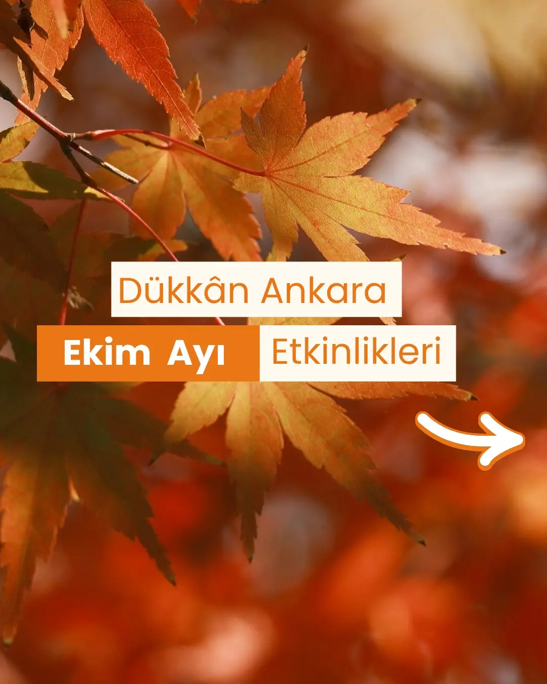 Ekim Ayı takvimimiz yayında 🍂🍁
#ekimayı #ekim #aylıktakvim #ankarahobi #ankaraatolye