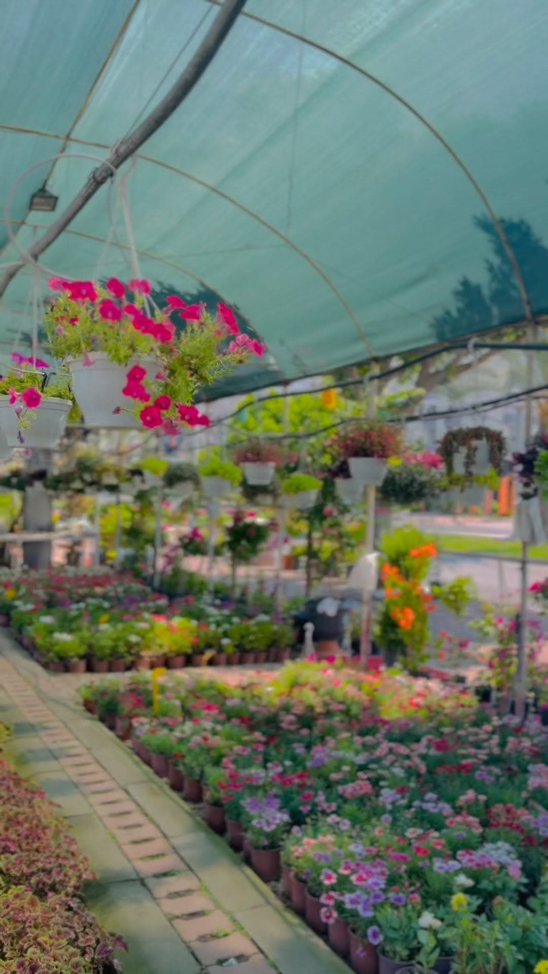 Armut Teraryum Antalya — Çiçek & Terraryum — Konyaaltı