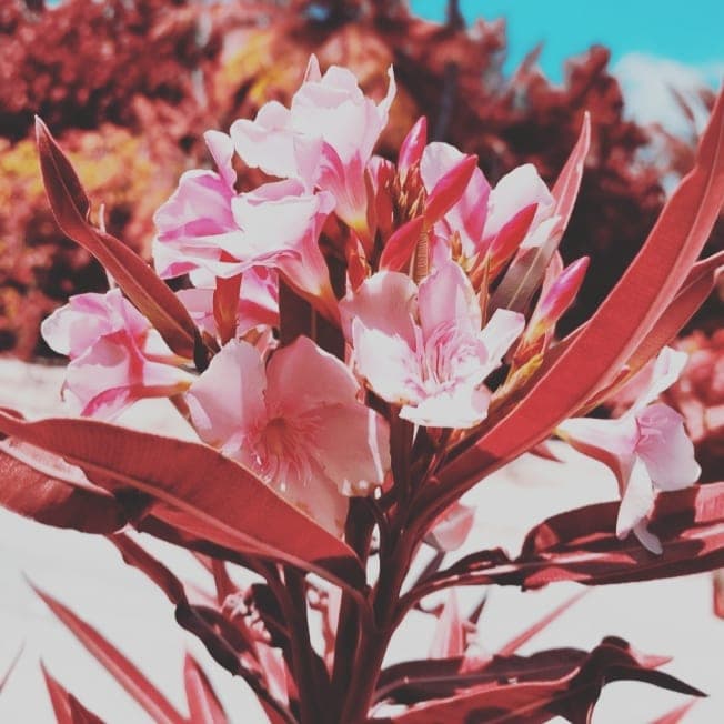 🌸