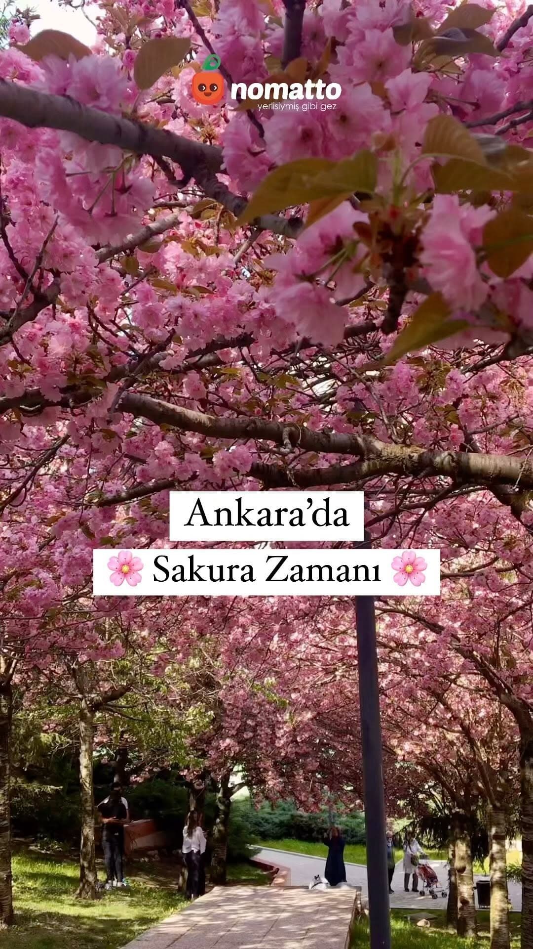 🌸 Ankara’da Sakura zamanı!
Nisan ayı sonlarında Dikmen Vadisi’ne uğrayıp sakura çiçeklerinin süsled