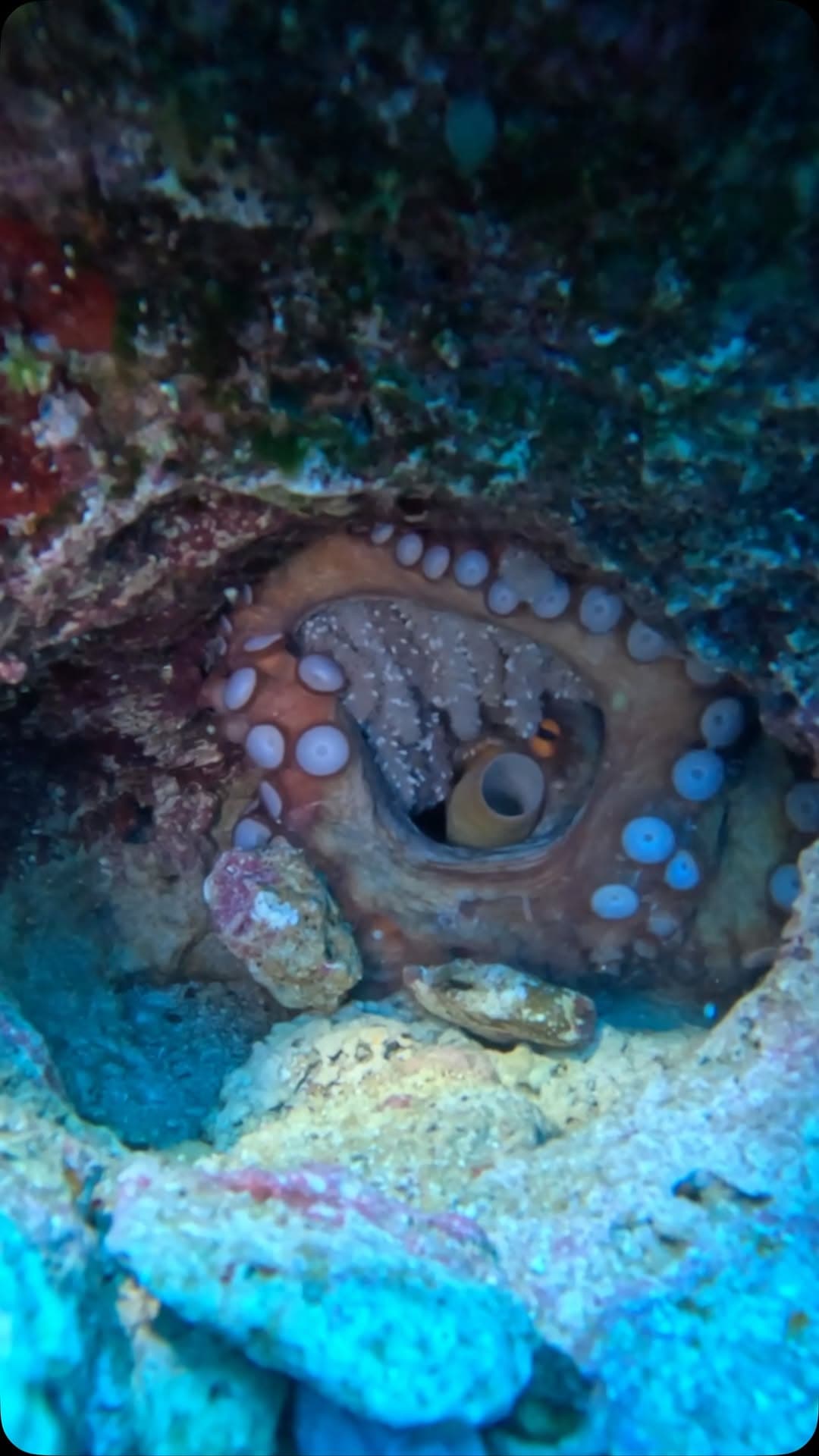 Scuba Akademi