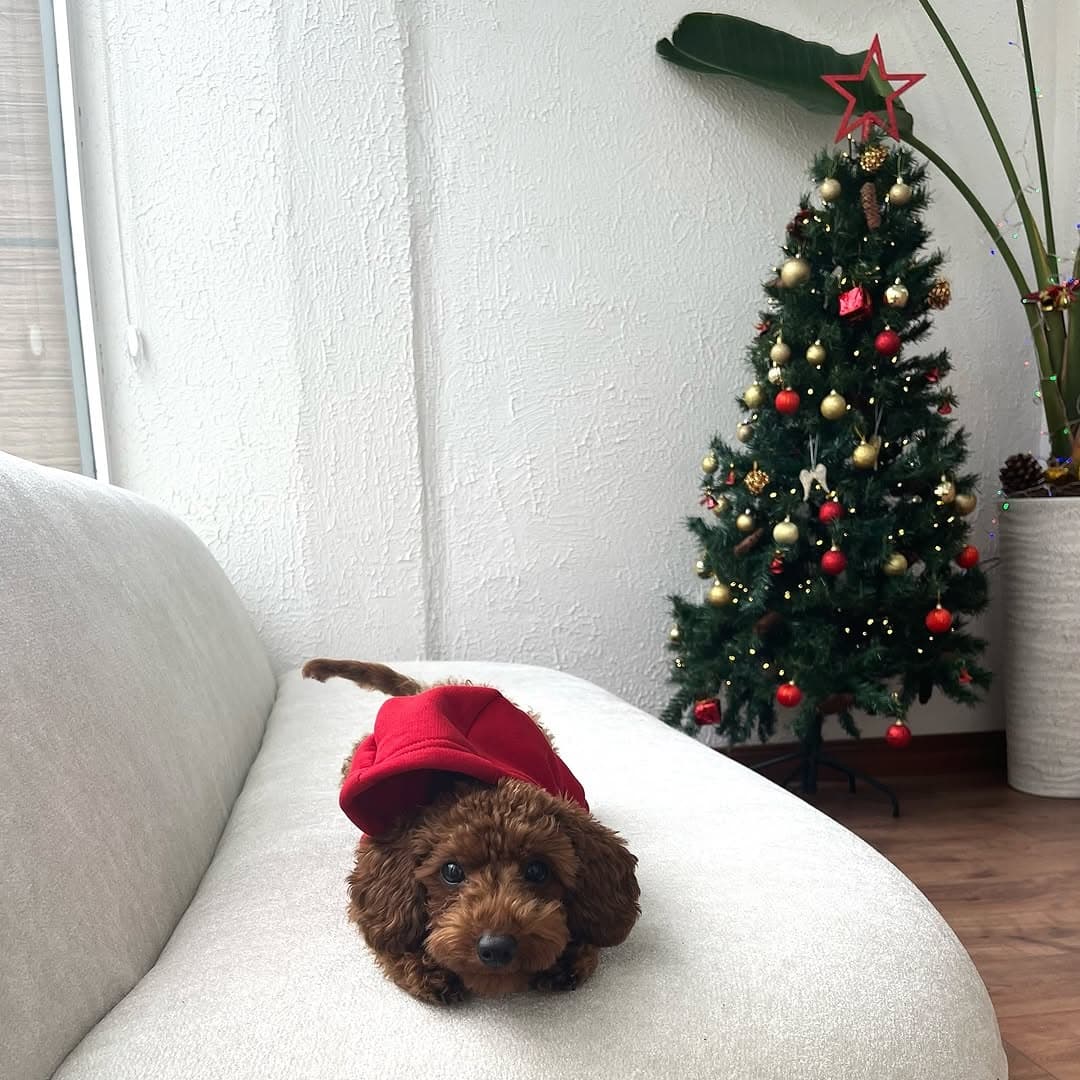 Hi! 🎅🏻
Stüdyomuzu yeni yıl heyecanı sardı bile! 😍
Siz de yeni yılda kendiniz ve sağlığınız için